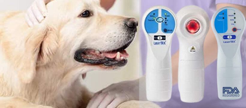 Cold laser therapy for dogs